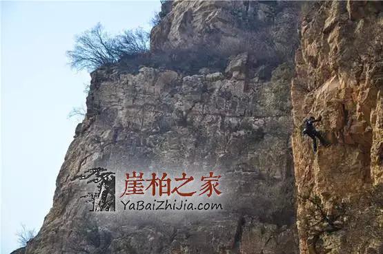 “崖柏”未来之路将如同火箭形式上升,家有黄金万两不如崖柏一箱-1