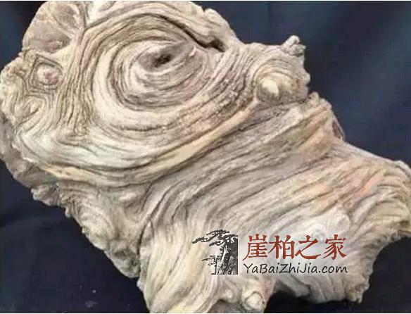 崖柏价格疯狂上涨,柏友们购买时千万要擦亮眼睛-7