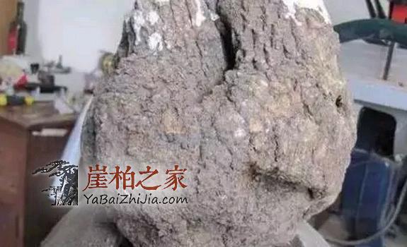 崖柏价格疯狂上涨,柏友们购买时千万要擦亮眼睛-5