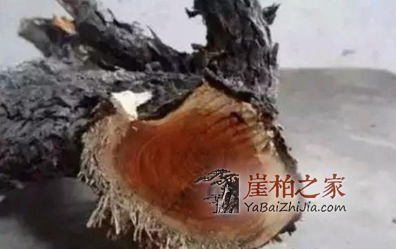崖柏价格疯狂上涨,柏友们购买时千万要擦亮眼睛-4