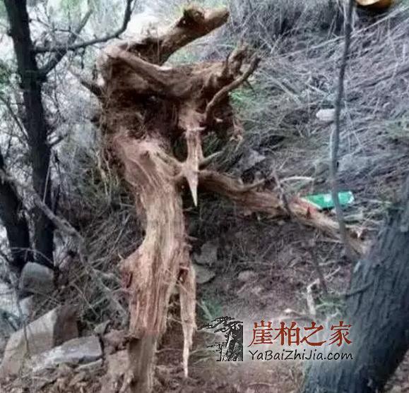 崖柏价格疯狂上涨,柏友们购买时千万要擦亮眼睛-3