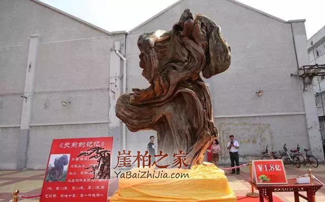 央视又爆:崖柏行情是否已崩盘?未来走势如何?-3