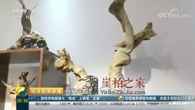 央视又爆:崖柏行情是否已崩盘?未来走势如何?-8