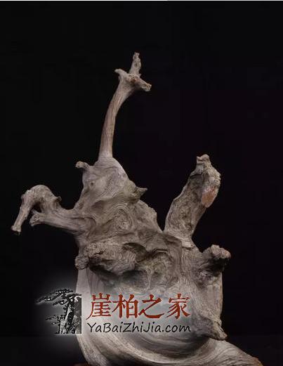 太行山有多少崖柏?市场上哪来那么多的太行料?-2