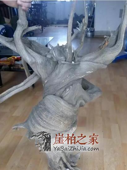 太行山有多少崖柏?市场上哪来那么多的太行料?-3