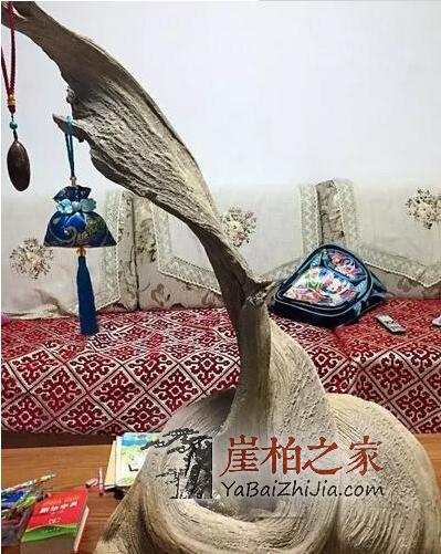 太行山有多少崖柏?市场上哪来那么多的太行料?-4