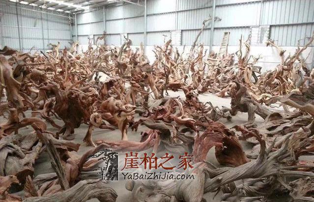 浅析2017年崖柏市场走势,崖柏好料还剩多少-3