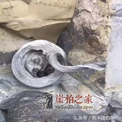 800块买来的崖柏,打磨出来居然卖了8万!这个崖柏传奇说明了什么呢?-4