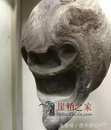 800块买来的崖柏,打磨出来居然卖了8万!这个崖柏传奇说明了什么呢?-1