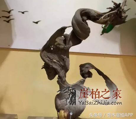 800块买来的崖柏,打磨出来居然卖了8万!这个崖柏传奇说明了什么呢?-3