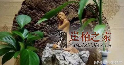 爱崖柏的女人,气质非凡!-3