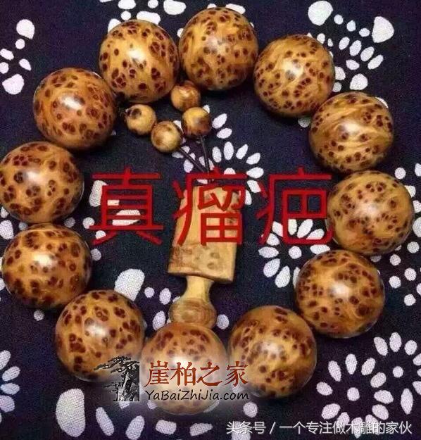 佛珠手串:柏的最大分支种类-2