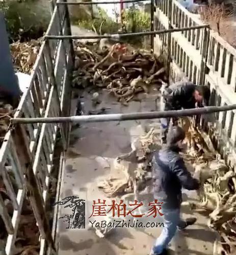 黄金有价,崖柏无价!各行精英人士先后加入崖柏收藏大军!-1
