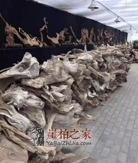 黄金有价,崖柏无价!各行精英人士先后加入崖柏收藏大军!-2