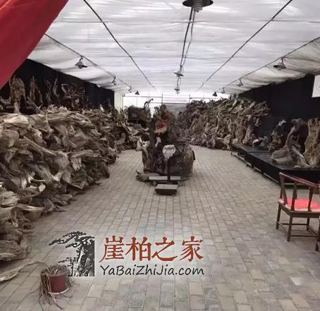 黄金有价,崖柏无价!各行精英人士先后加入崖柏收藏大军!-3