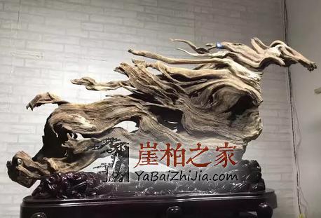 黄金有价,崖柏无价!各行精英人士先后加入崖柏收藏大军!-4