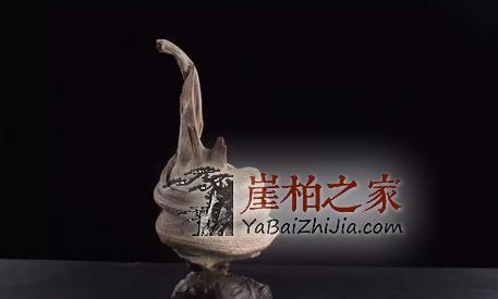 黄金有价,崖柏无价!各行精英人士先后加入崖柏收藏大军!-5
