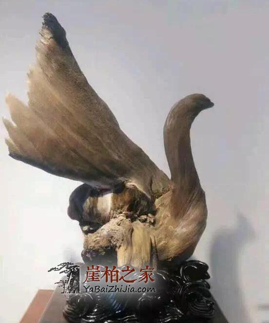 崖柏市场中的贩子有什么功能和作用呢?-1