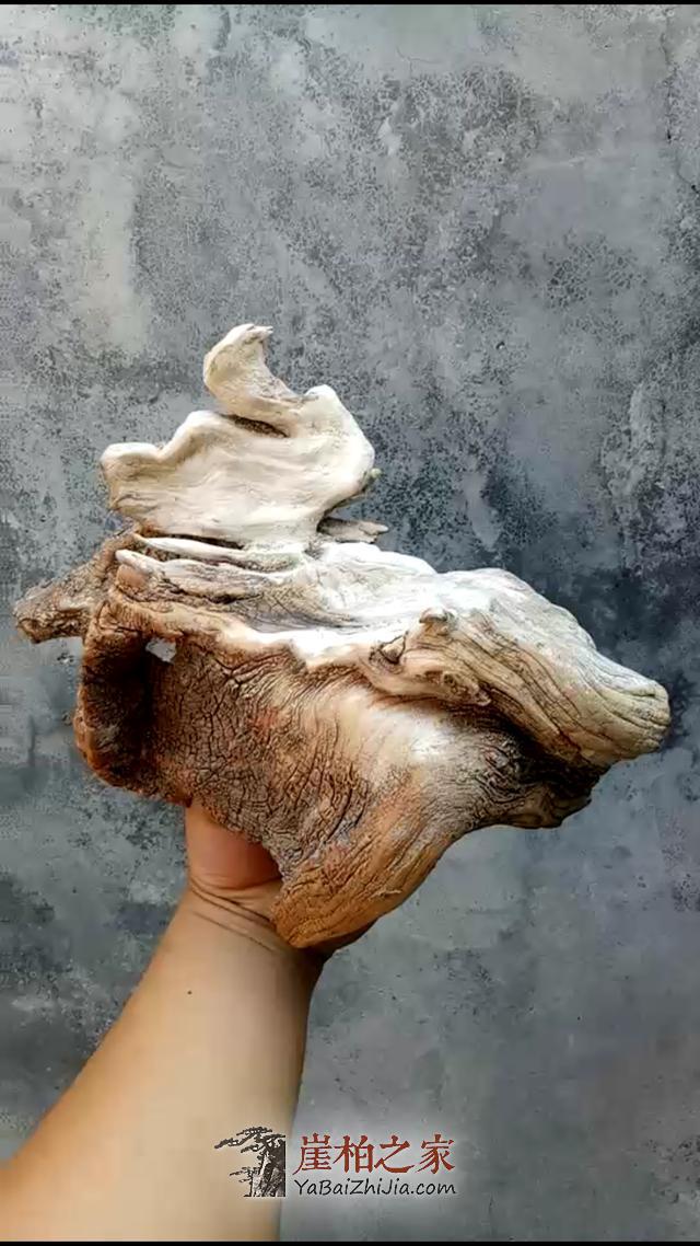 崖柏市场中的贩子有什么功能和作用呢?-4