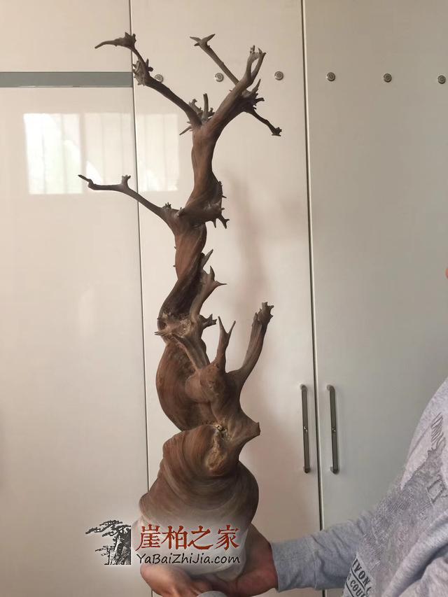 崖柏市场中的贩子有什么功能和作用呢?-5