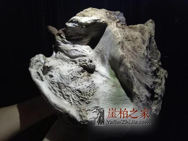 崖柏市场中的贩子有什么功能和作用呢?-6