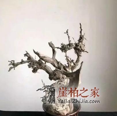 崖柏的梅花枝——花中寿星!-1