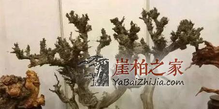 崖柏的梅花枝——花中寿星!-3