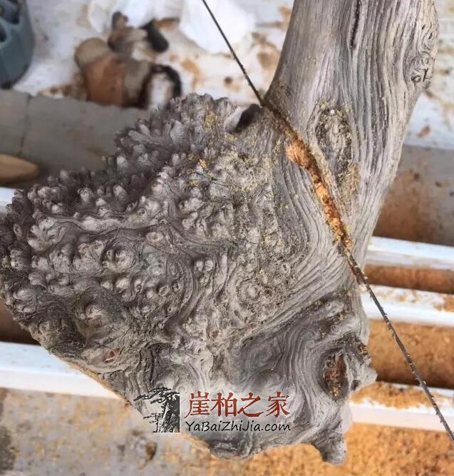 崖柏陈化瘤手把件的DIY制作全过程!-2