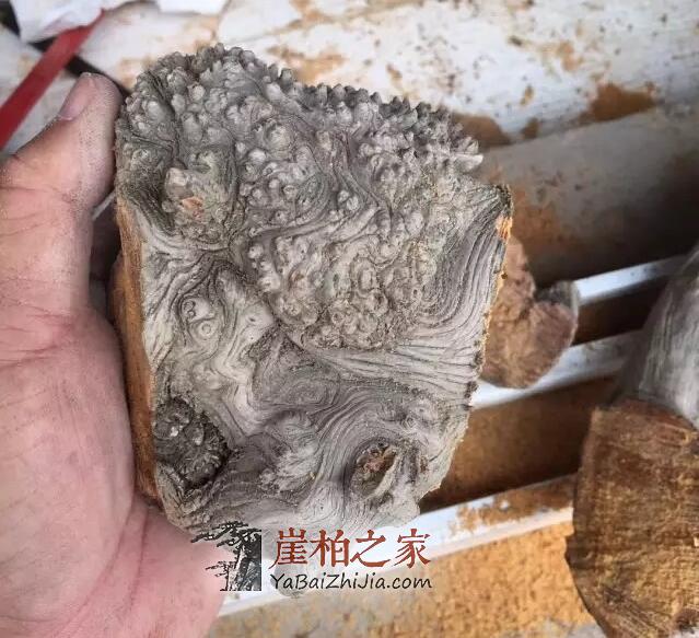 崖柏陈化瘤手把件的DIY制作全过程!-3