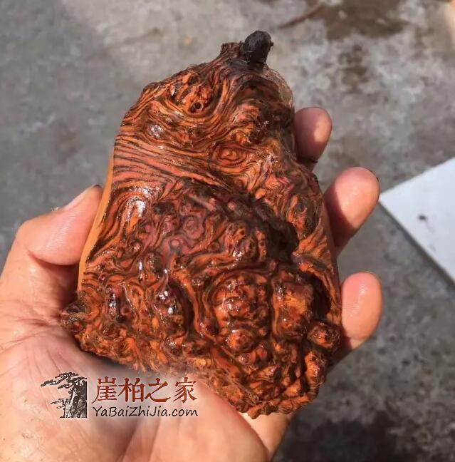崖柏陈化瘤手把件的DIY制作全过程!-6
