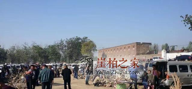 件件是“深坑”!崖柏流入市场-1