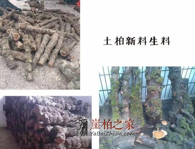 件件是“深坑”!崖柏流入市场-3