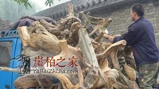 件件是“深坑”!崖柏流入市场-4