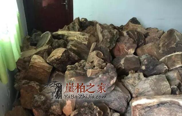 件件是“深坑”!崖柏流入市场-6