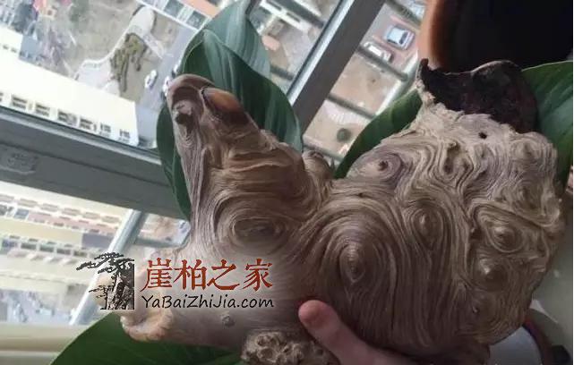 件件是“深坑”!崖柏流入市场-8