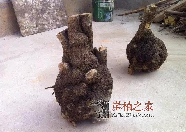 件件是“深坑”!崖柏流入市场-9