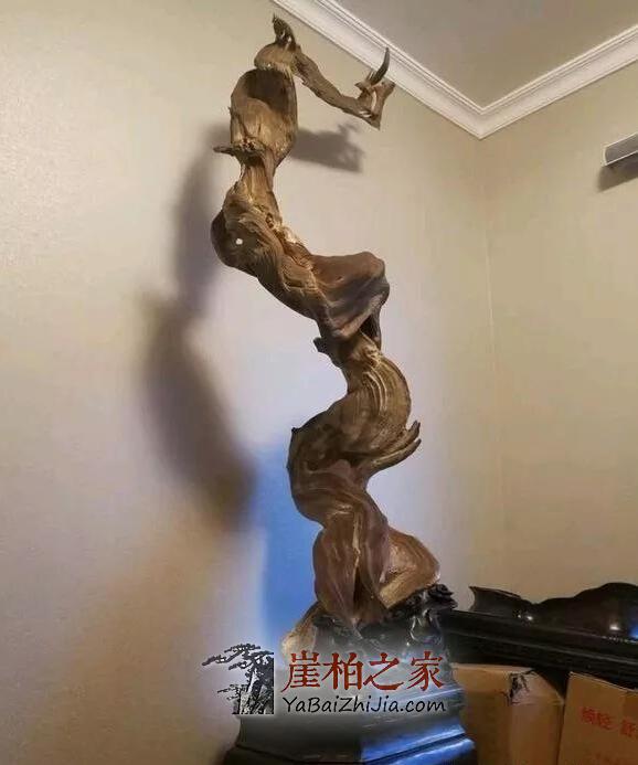 扭曲中带着飘逸美,也只有崖柏可以做的到!-3