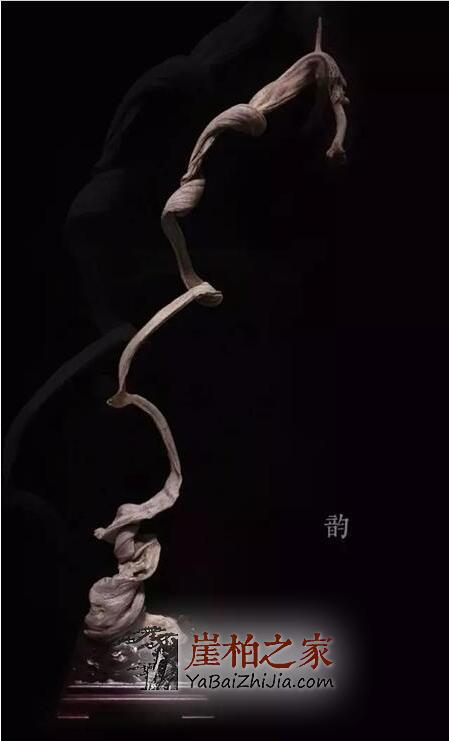 扭曲中带着飘逸美,也只有崖柏可以做的到!-4