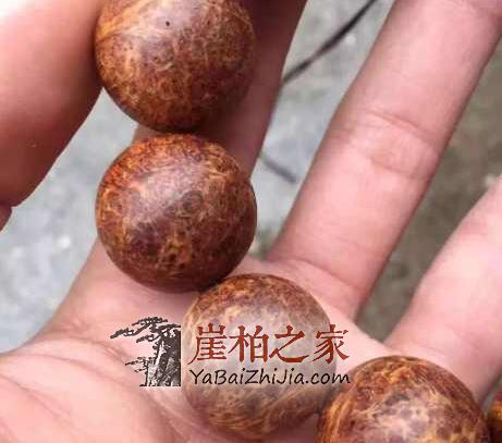 崖柏开裂的另类处理方法,让你美出新高度-3