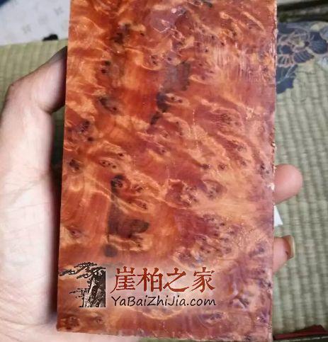 黑心崖柏商家拿川料当太行料忽悠人,二者究竟该如何区分?-5