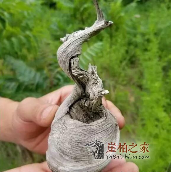 未来崖柏还会一路高涨吗?-1