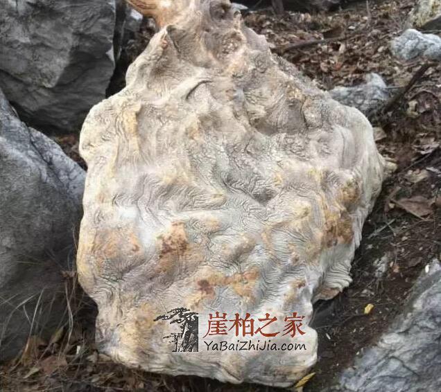 未来崖柏还会一路高涨吗?-2