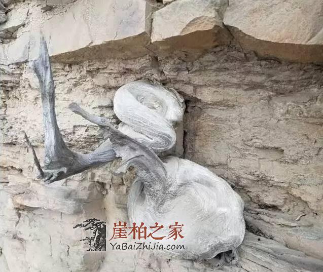 未来崖柏还会一路高涨吗?-4