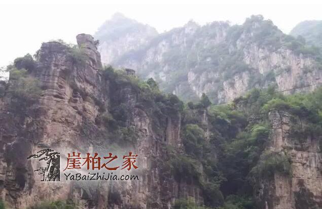 未来崖柏还会一路高涨吗?-5