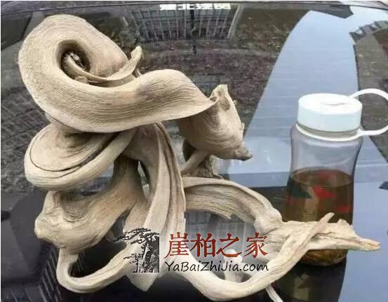 未来崖柏还会一路高涨吗?-7