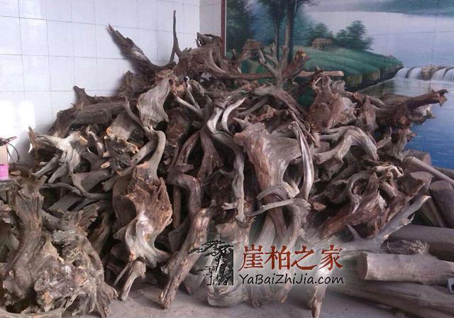 没有标题党,咱们今天诚心聊聊崖柏-8