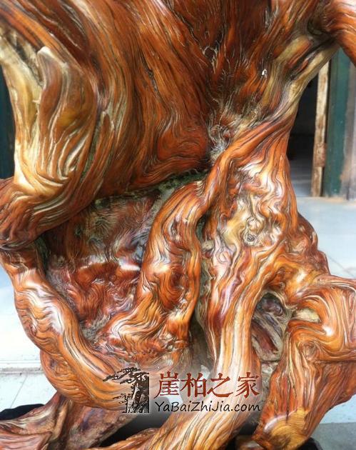 没有标题党,咱们今天诚心聊聊崖柏-7