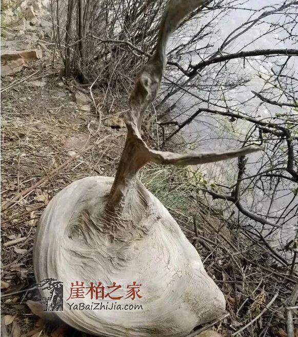 买崖柏,你还得有这样的“内部“关系!-2