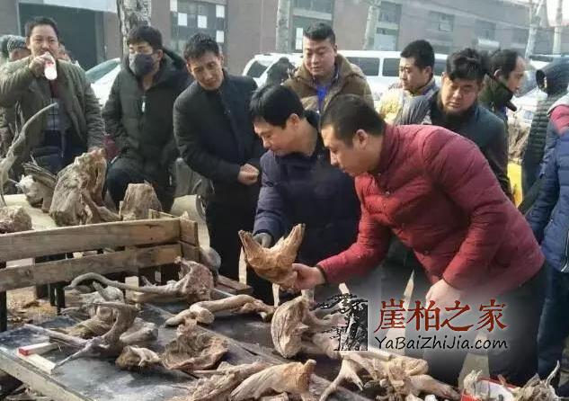 买崖柏,你还得有这样的“内部“关系!-3