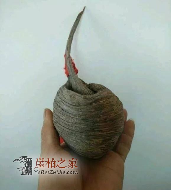 买崖柏,你还得有这样的“内部“关系!-4